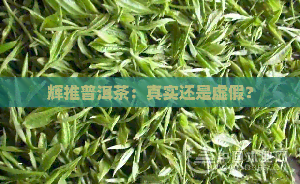 辉推普洱茶：真实还是虚假？