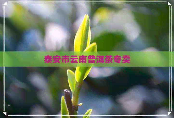 泰安市云南普洱茶专卖