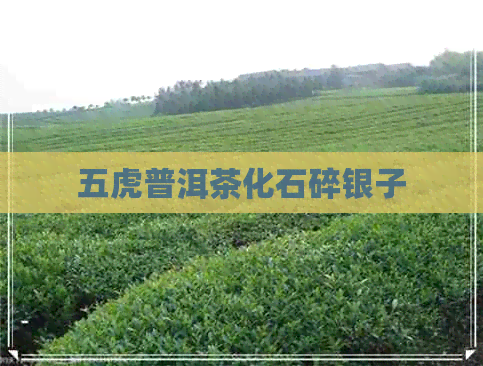 五虎普洱茶化石碎银子