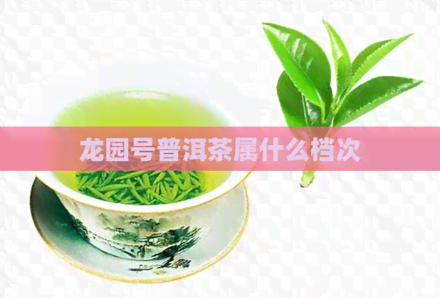 龙园号普洱茶属什么档次