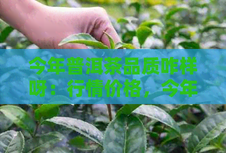 今年普洱茶品质咋样呀：行情价格，今年普洱茶好吗？