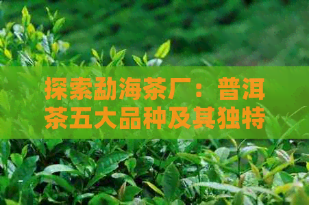 探索勐海茶厂：普洱茶五大品种及其独特风味