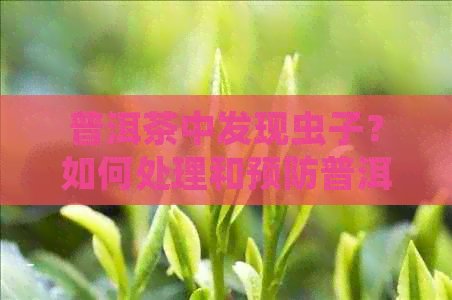 普洱茶中发现虫子？如何处理和预防普洱茶生虫问题