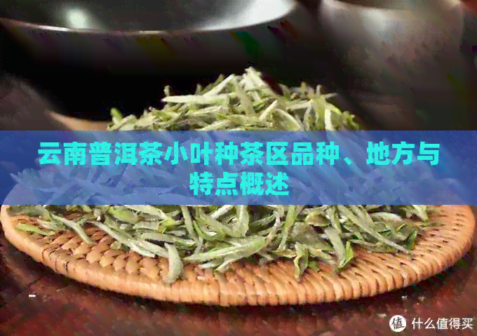 云南普洱茶小叶种茶区品种、地方与特点概述