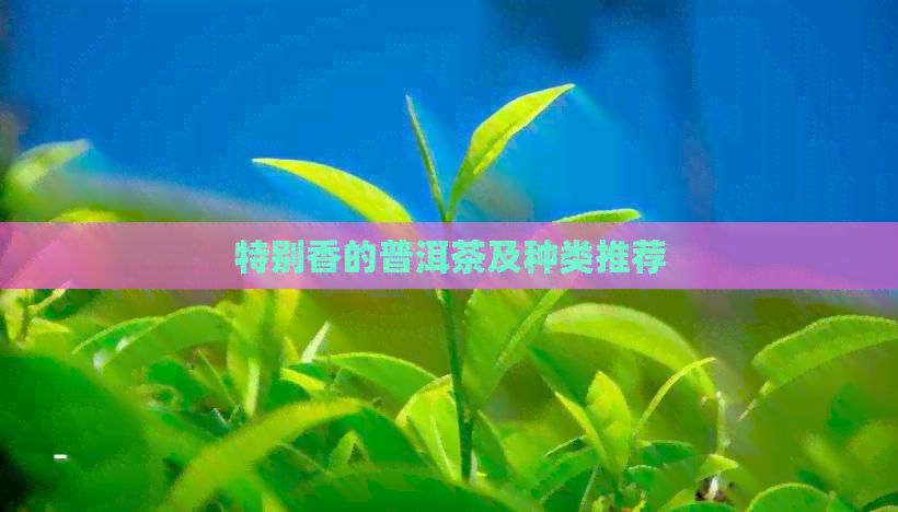 特别香的普洱茶及种类推荐