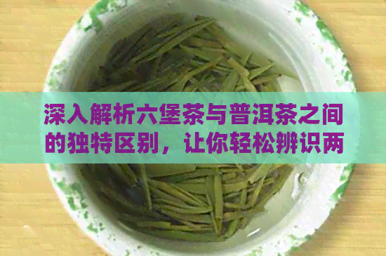 深入解析六堡茶与普洱茶之间的独特区别，让你轻松辨识两者之不同