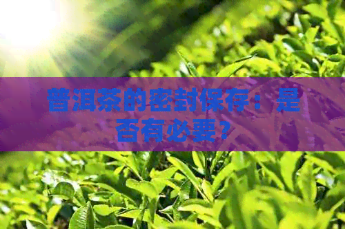 普洱茶的密封保存：是否有必要？