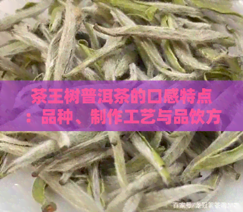 茶王树普洱茶的口感特点：品种、制作工艺与品饮方法的全面解析