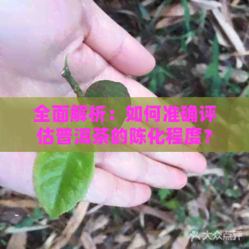 全面解析：如何准确评估普洱茶的陈化程度？