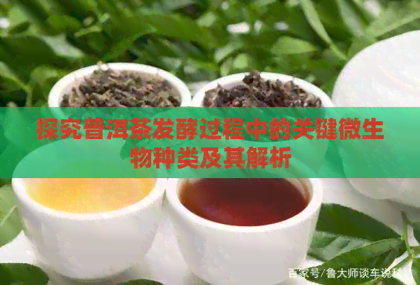 探究普洱茶发酵过程中的关键微生物种类及其解析