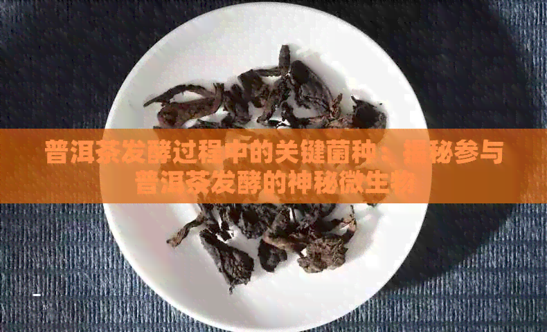 普洱茶发酵过程中的关键菌种：揭秘参与普洱茶发酵的神秘微生物