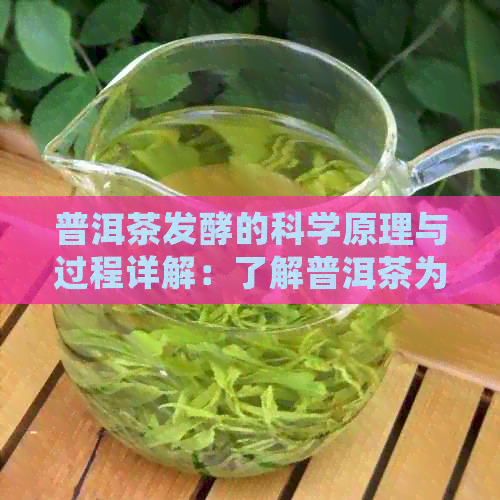 普洱茶发酵的科学原理与过程详解：了解普洱茶为何具有独特的风味和健益处