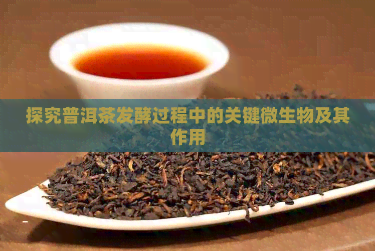 探究普洱茶发酵过程中的关键微生物及其作用