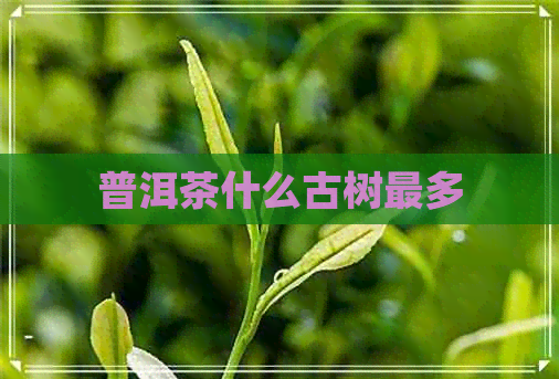 普洱茶什么古树最多