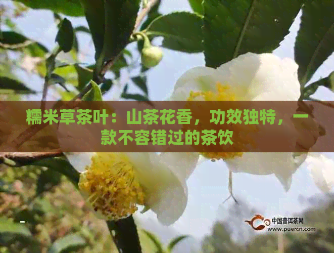 糯米草茶叶：山茶花香，功效独特，一款不容错过的茶饮