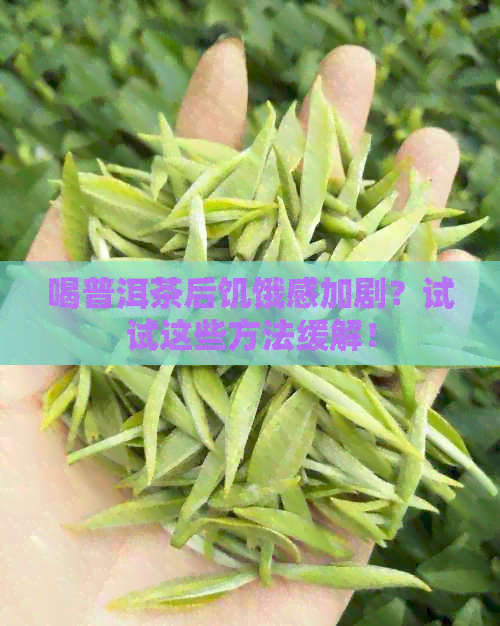 喝普洱茶后饥饿感加剧？试试这些方法缓解！