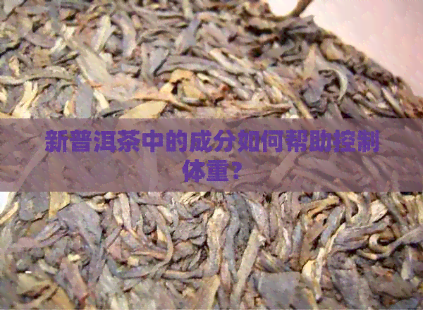 新普洱茶中的成分如何帮助控制体重？