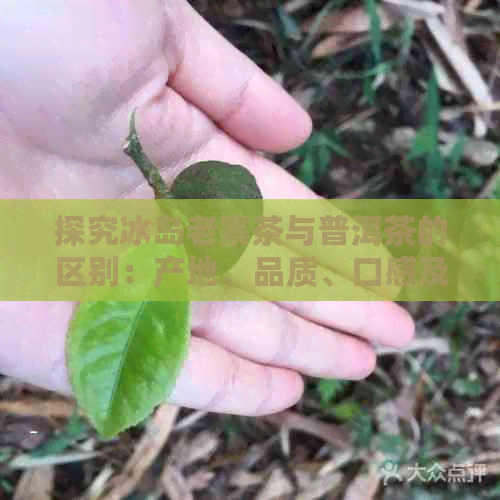 探究冰岛老寨茶与普洱茶的区别：产地、品质、口感及冲泡技巧的全面比较