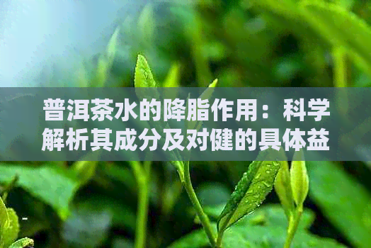 普洱茶水的降脂作用：科学解析其成分及对健的具体益处