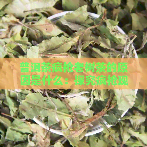 普洱茶疯抢老树茶的原因是什么：探究疯抢现象背后的奥秘