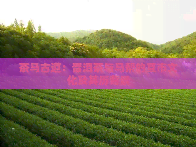 茶马古道：普洱茶与马帮的互市文化及其历背景