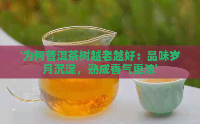 '为何普洱茶树越老越好：品味岁月沉淀，熟成香气更浓'