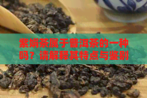 紫娟茶属于普洱茶的一种吗？请解释其特点与鉴别方法。