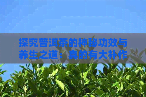 探究普洱茶的神秘功效与养生之道：真的有大补作用吗？