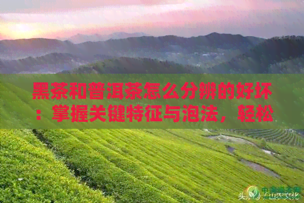 黑茶和普洱茶怎么分辨的好坏：掌握关键特征与泡法，轻松鉴别优劣