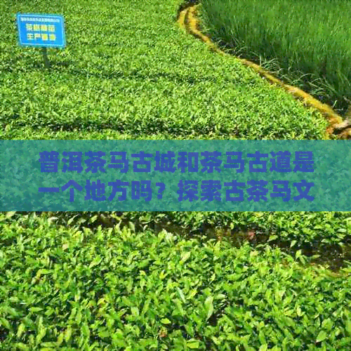 普洱茶马古城和茶马古道是一个地方吗？探索古茶马文化之谜。