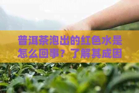 普洱茶泡出的红色水是怎么回事？了解其成因及影响因素