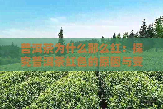 普洱茶为什么那么红：探究普洱茶红色的原因与变化