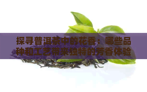 探寻普洱茶中的花香：哪些品种和工艺带来独特的芳香体验？