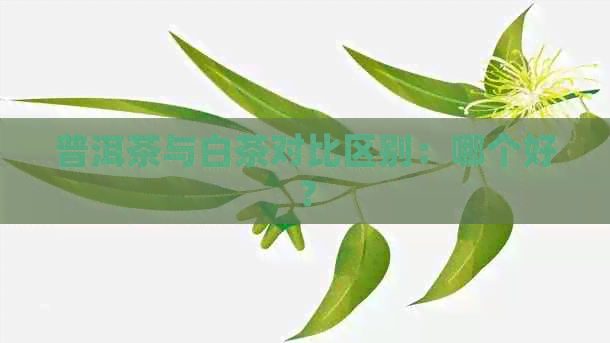 普洱茶与白茶对比区别：哪个好？