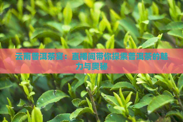 云南普洱茶宴：直播间带你探索普洱茶的魅力与奥秘