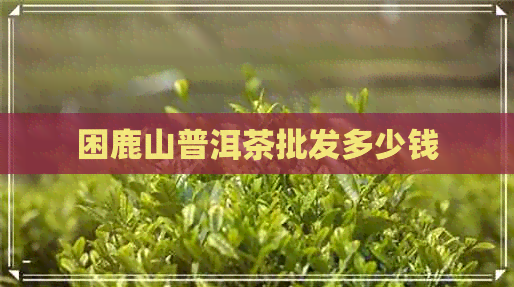 困鹿山普洱茶批发多少钱