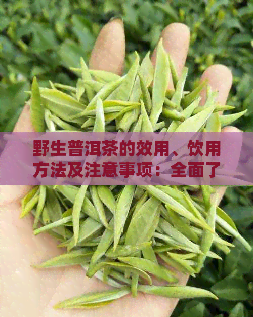 野生普洱茶的效用、饮用方法及注意事项：全面了解这款茶叶的品质与健益处