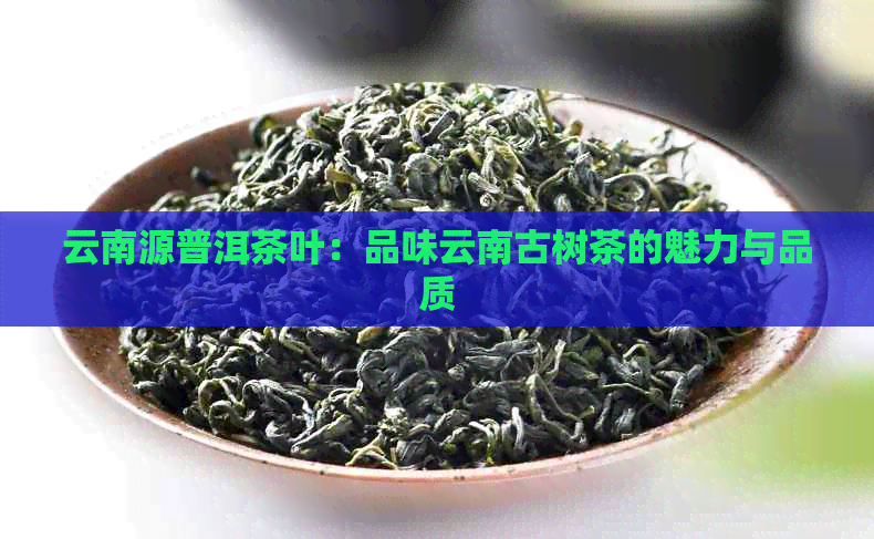 云南源普洱茶叶：品味云南古树茶的魅力与品质