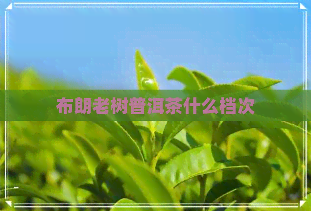 布朗老树普洱茶什么档次