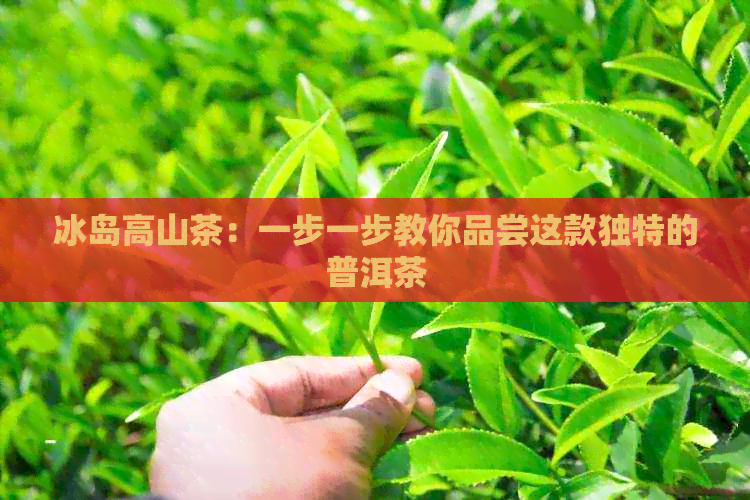 冰岛高山茶：一步一步教你品尝这款独特的普洱茶