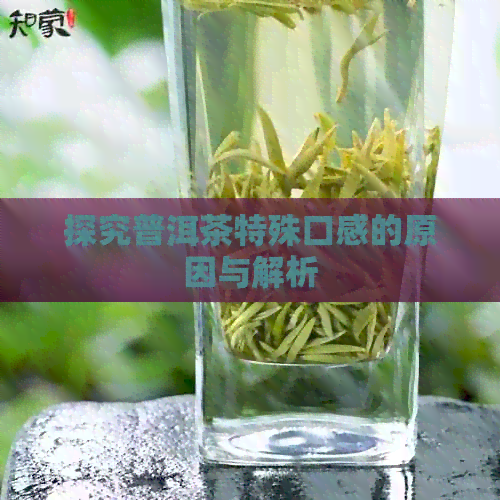 探究普洱茶特殊口感的原因与解析