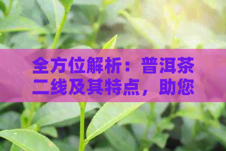 全方位解析：普洱茶二线及其特点，助您轻松挑选最适合您的茶叶