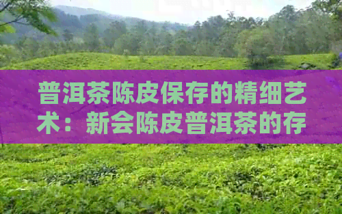 普洱茶陈皮保存的精细艺术：新会陈皮普洱茶的存技巧