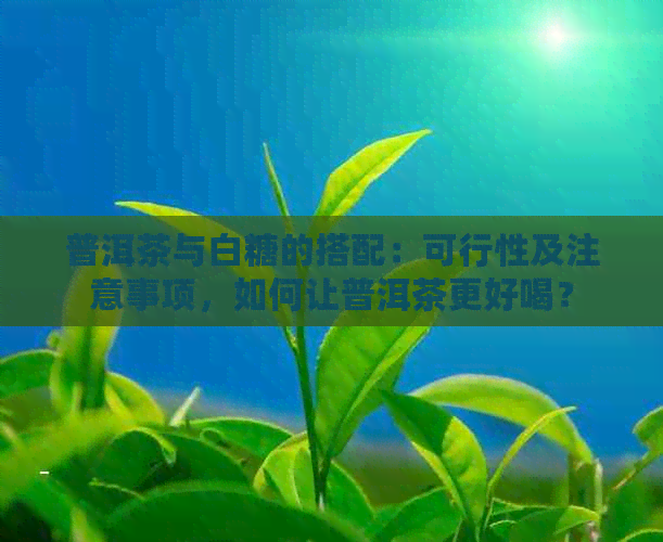 普洱茶与白糖的搭配：可行性及注意事项，如何让普洱茶更好喝？