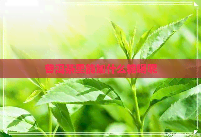 普洱茶里能加什么糖喝呢