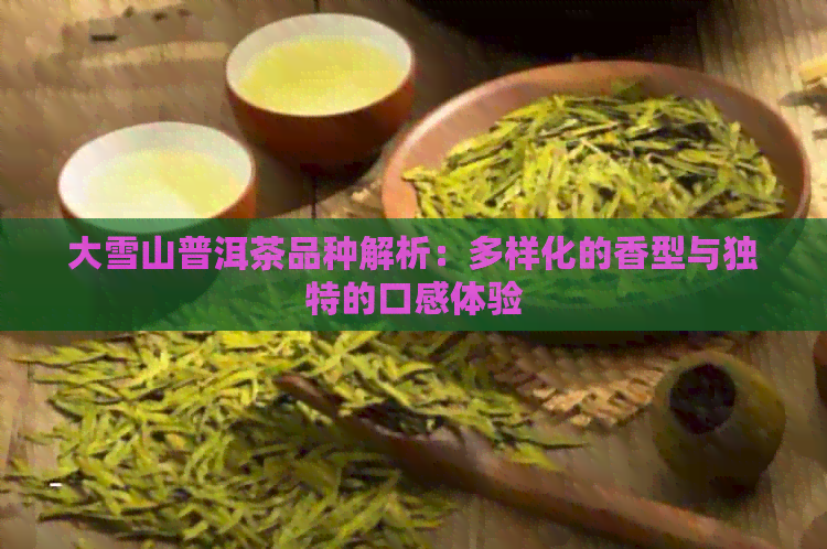 大雪山普洱茶品种解析：多样化的香型与独特的口感体验