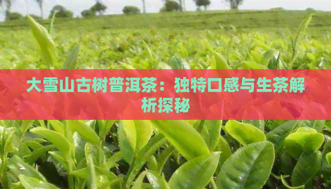 大雪山古树普洱茶：独特口感与生茶解析探秘