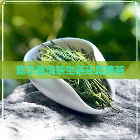 陈华普洱茶生茶还是熟茶