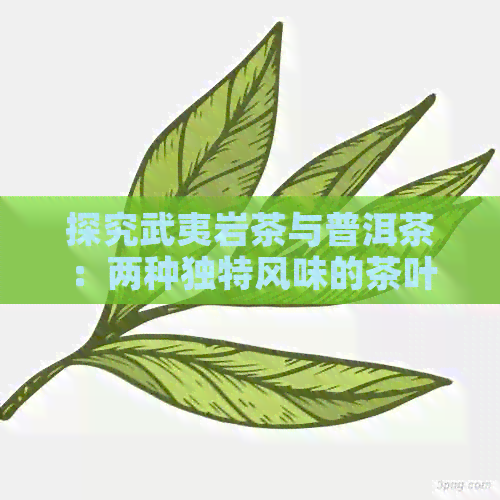 探究武夷岩茶与普洱茶：两种独特风味的茶叶对比