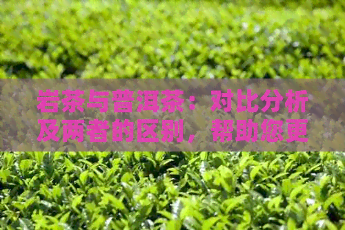 岩茶与普洱茶：对比分析及两者的区别，帮助您更好地选择茶叶